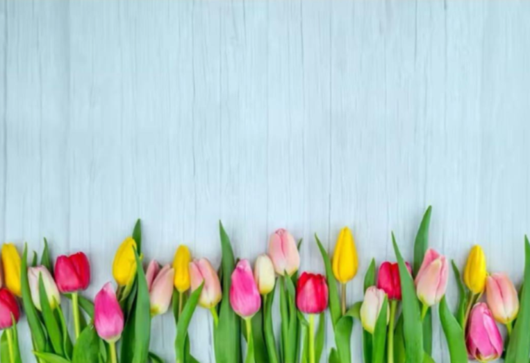 2月後半からの撮影背景は一足早く、春のお花チューリップです🌷トリミング後、ご希望の方にはワンちゃんの写真撮影をして無料でデータを差し上げています。