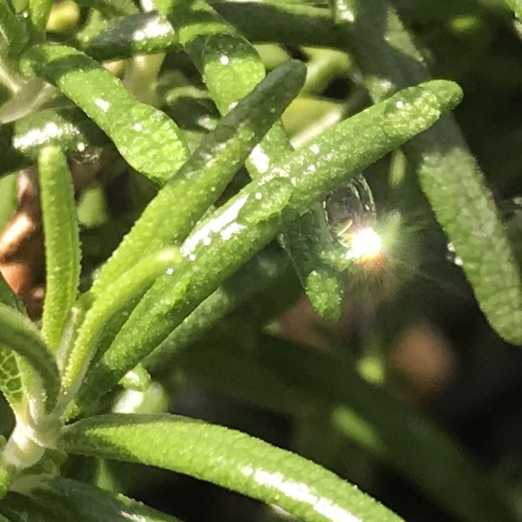 ハーブ教室　”ローズマリーの部屋”　のホームページが出来上がりました！！