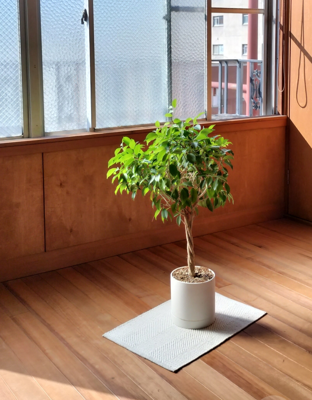 🌳お知らせ