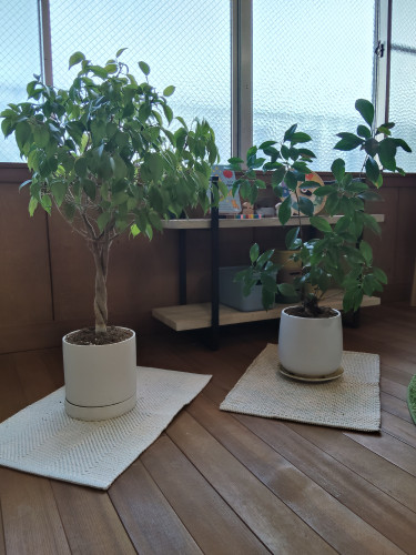 🌳高校に教えにきて♪のお話
