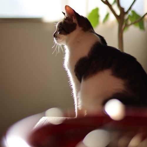 年末年始の店休日のお知らせ