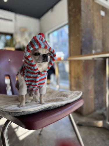 ワンチャンがご来店🐕