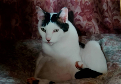 animal2.JPG