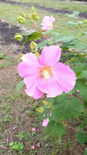 芙蓉