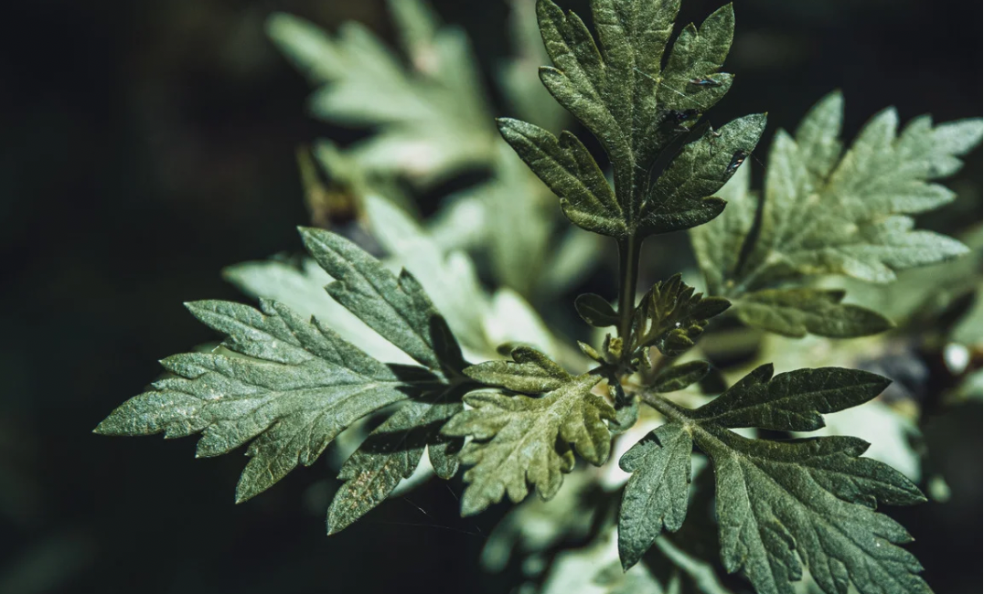 隠れ季節の限定メニュー