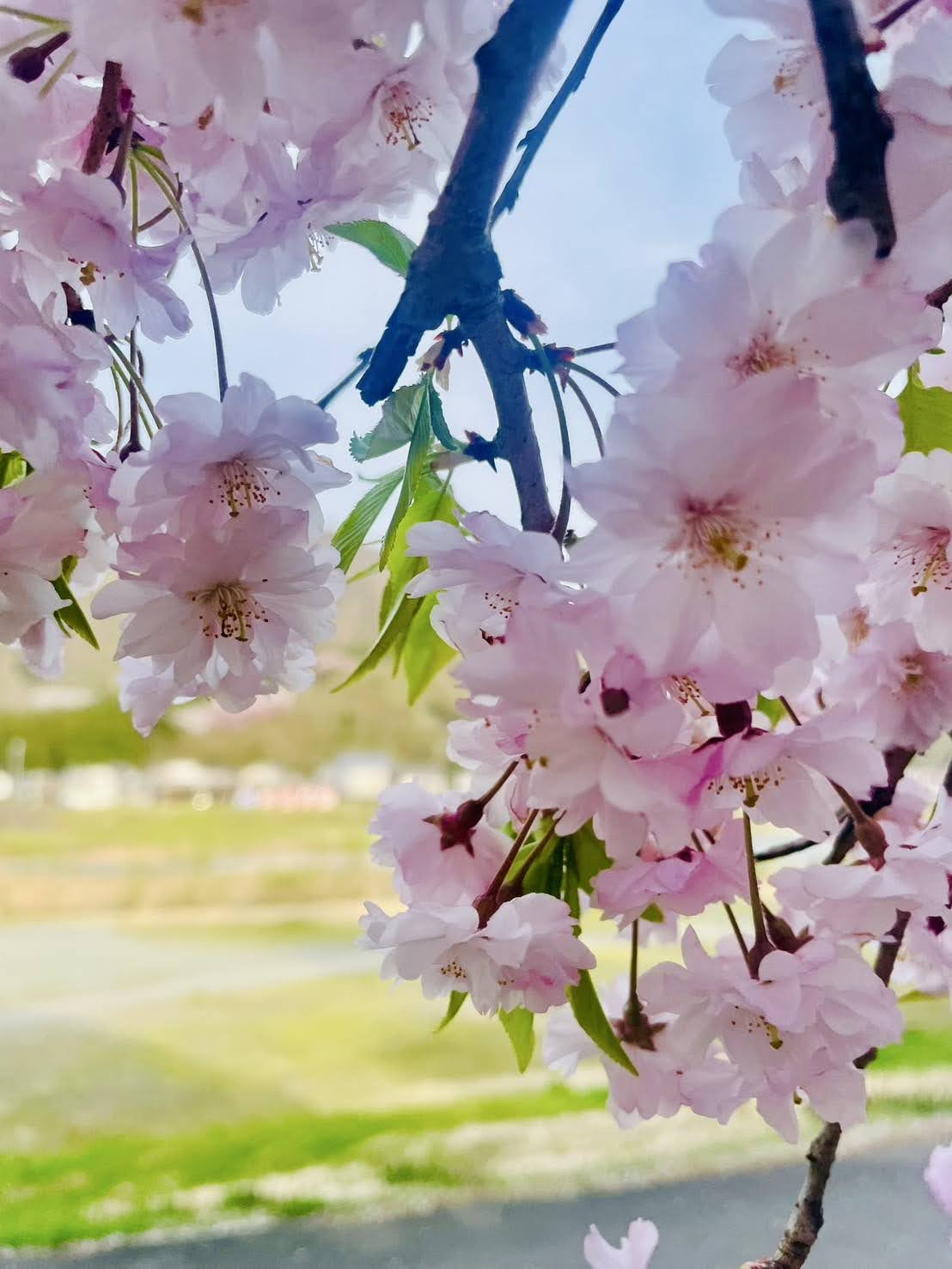 観光タクシーページ更新しました！