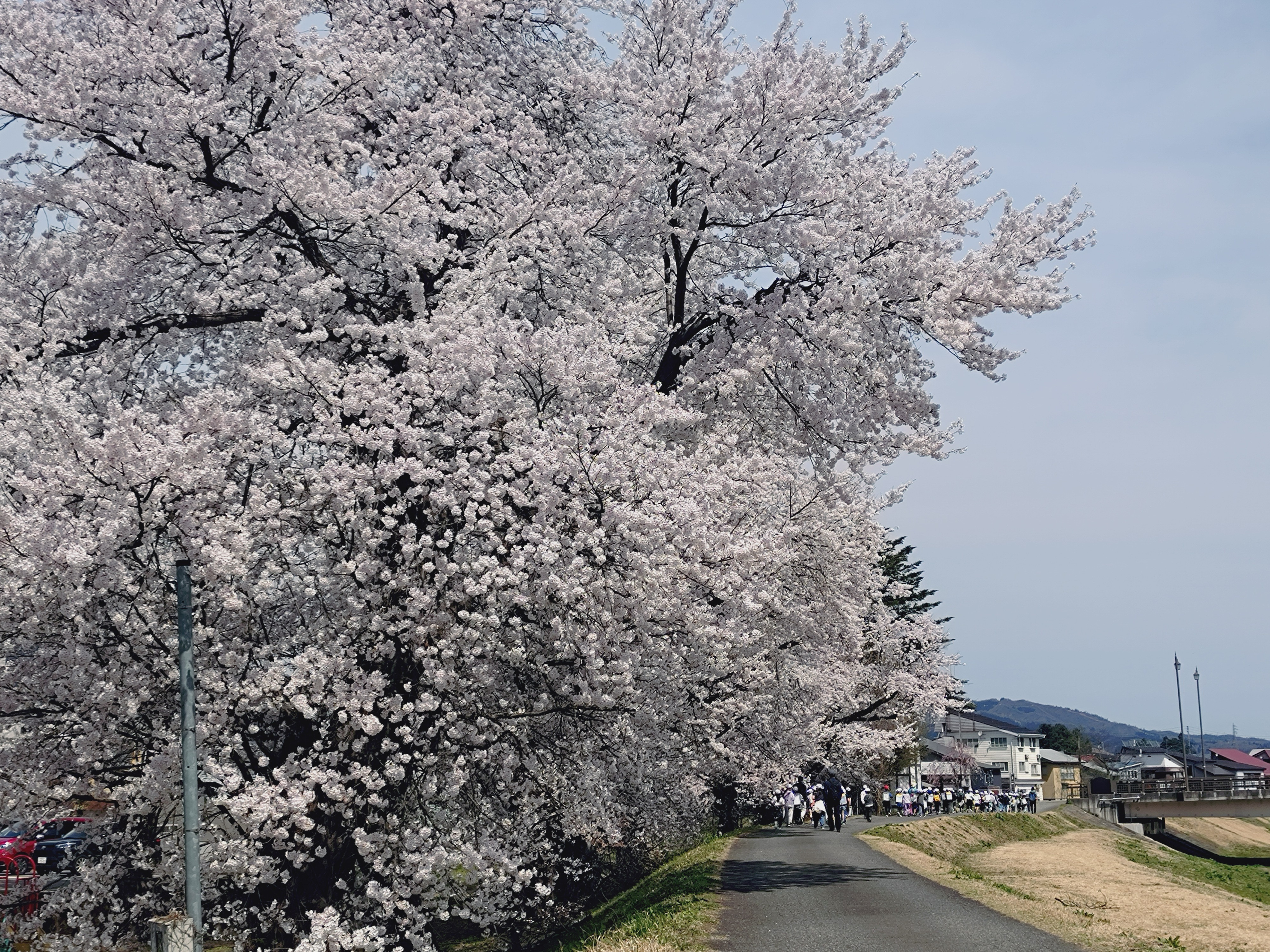 【桜満開ですよ】
