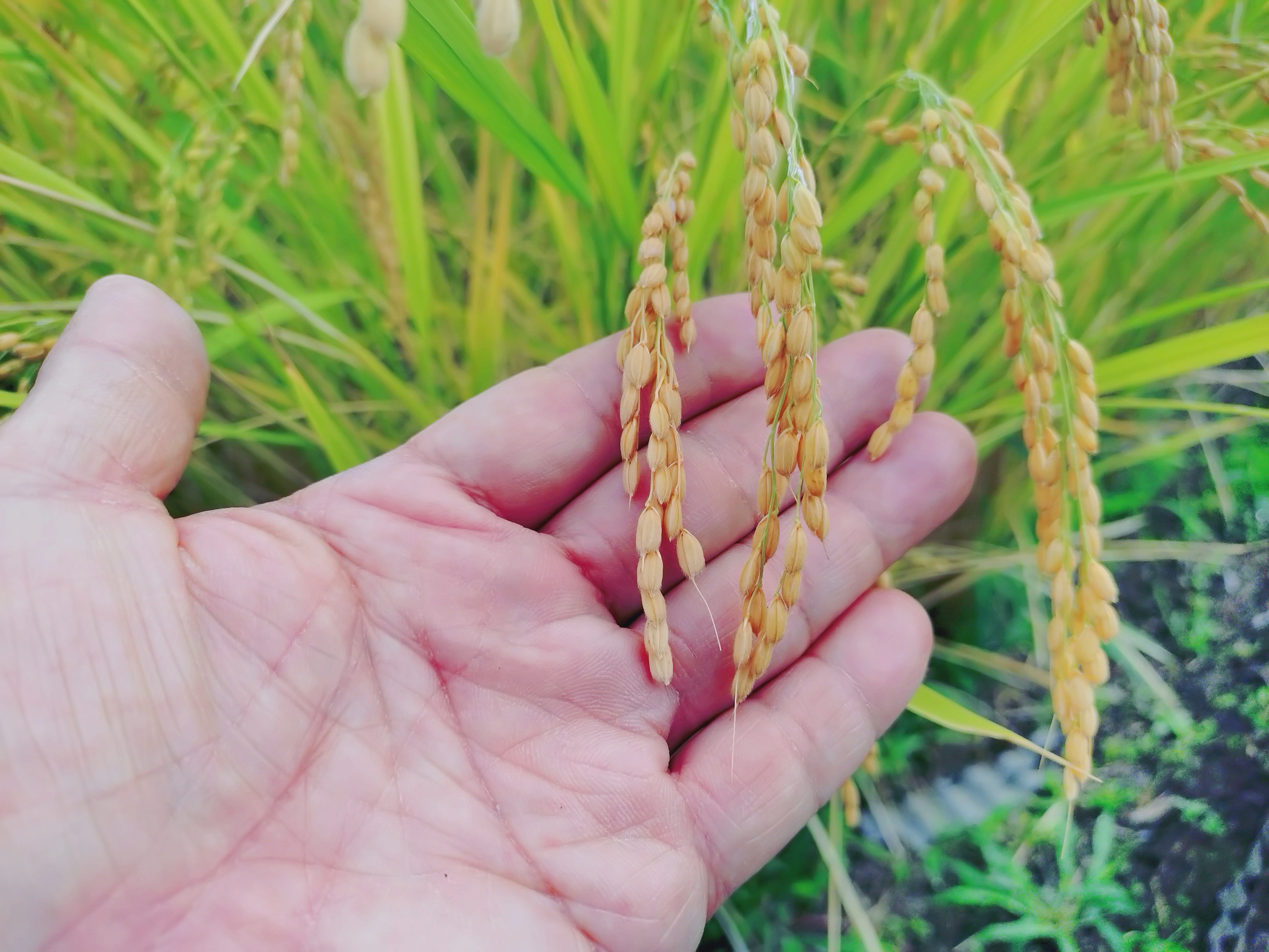 南魚沼産コシヒカリ2026、順調に生育中！収穫までレポートします。（vol.2）🌾