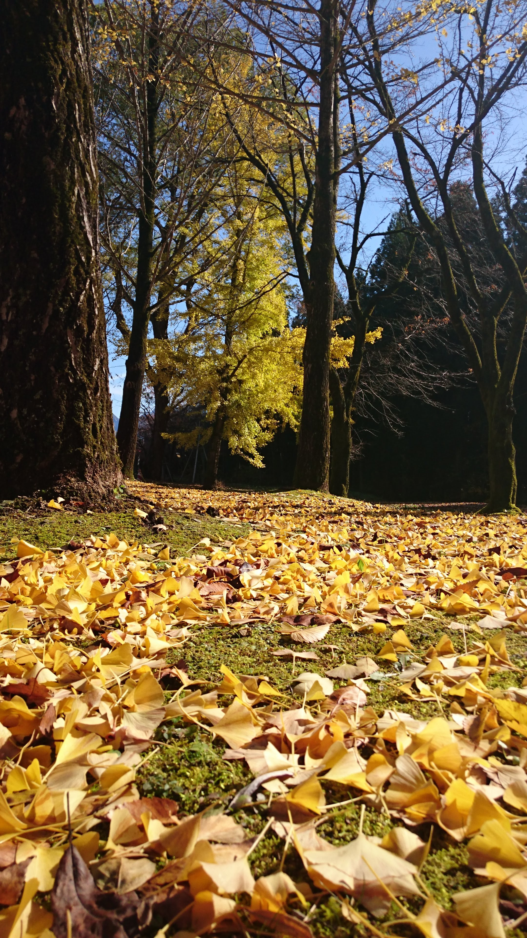 【観光バスのご案内】紅葉シーズンのご予約はお早めに！