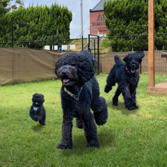 DogCafeWan73イメージ.jpg