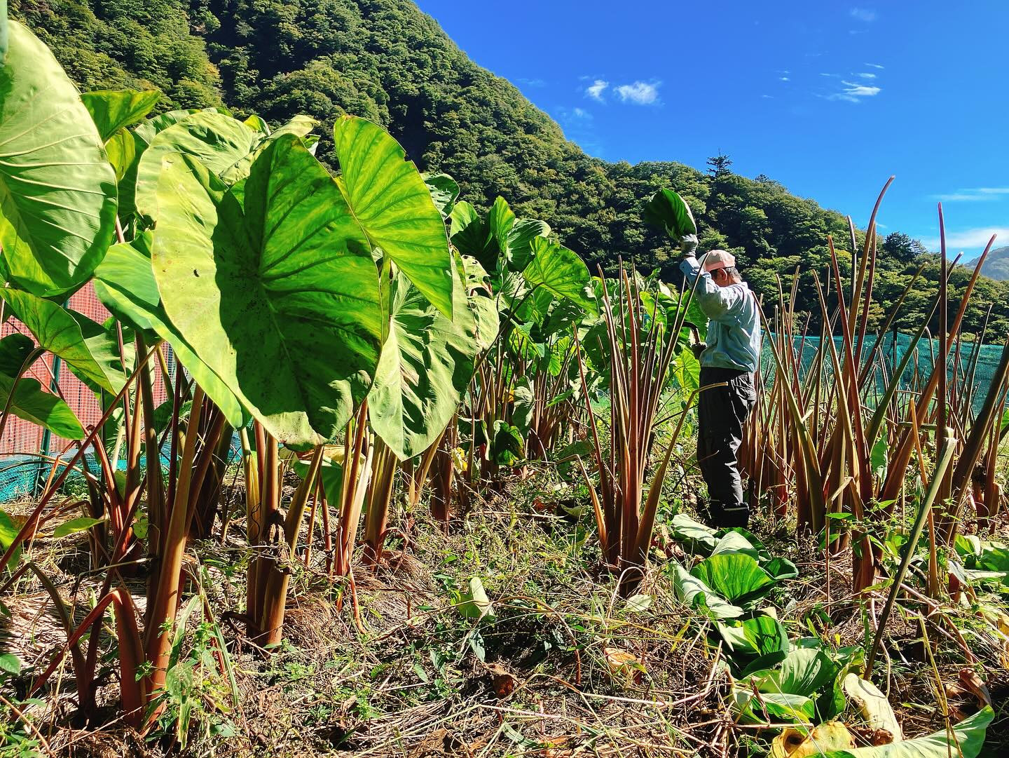 島根芋芋茎刈り取り