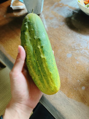 1本手持ち.JPG