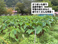 LINE_ALBUM_広報_260924_2.jpg