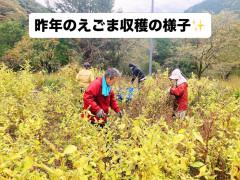 えごま収穫.jpg