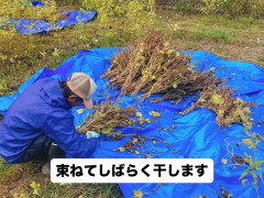 えごま収穫2.jpg