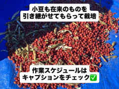 azuki.jpg