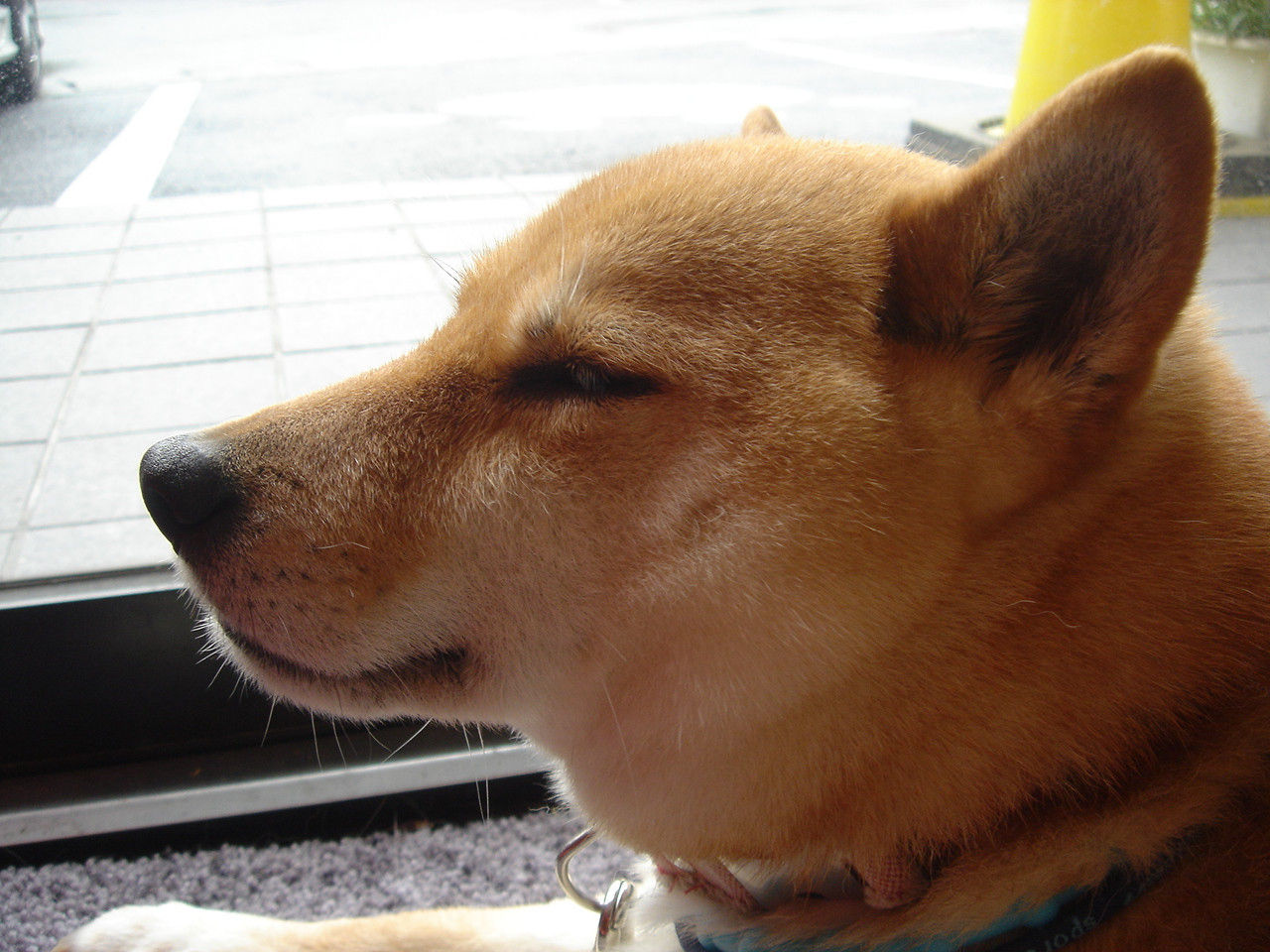 看板犬１