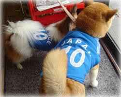 看板犬２