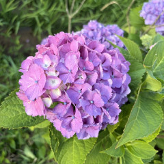 image1 (2).jpeg