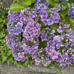 image1 (3).jpeg