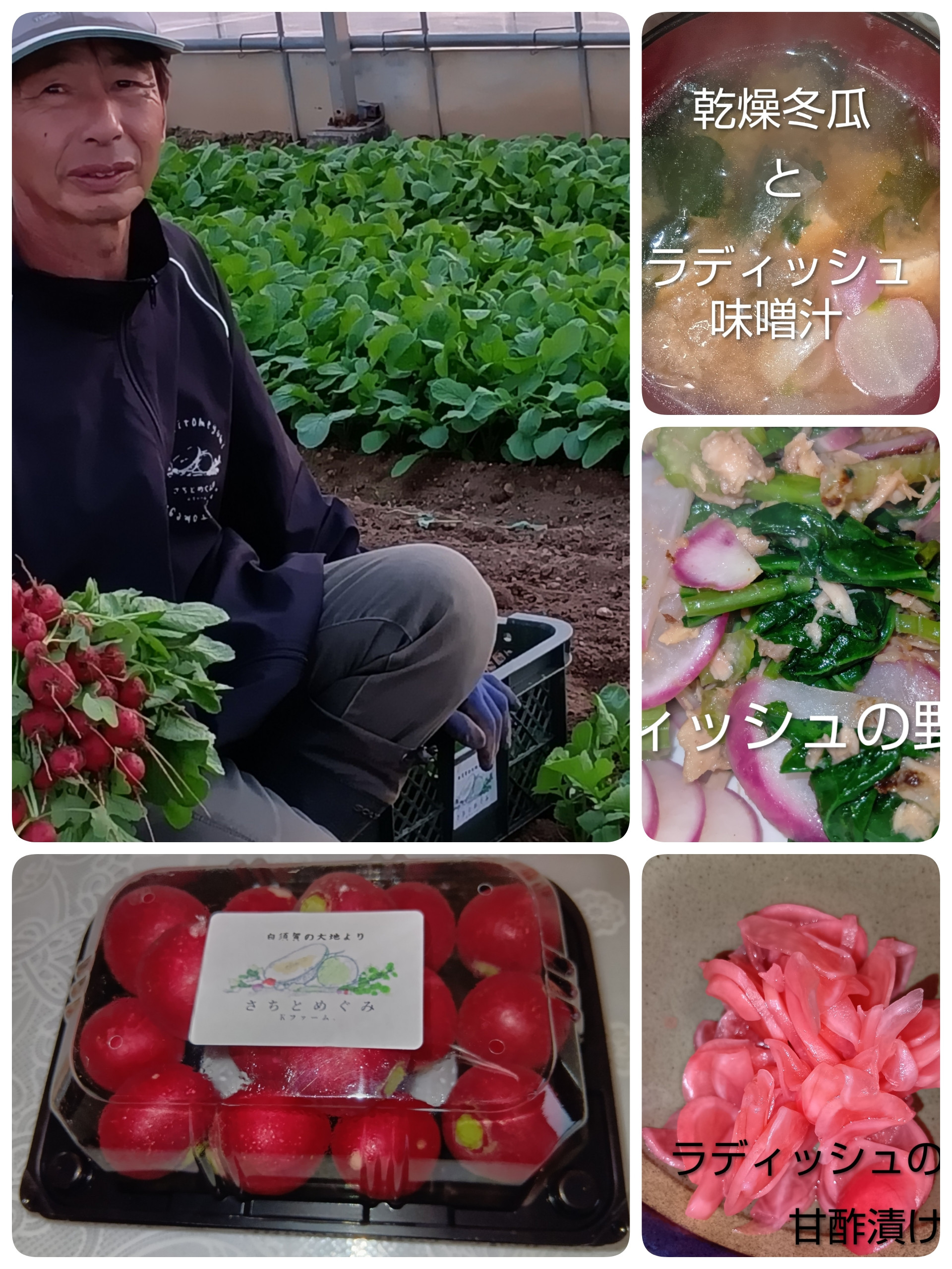 ラディッシュの出荷がはじまりました