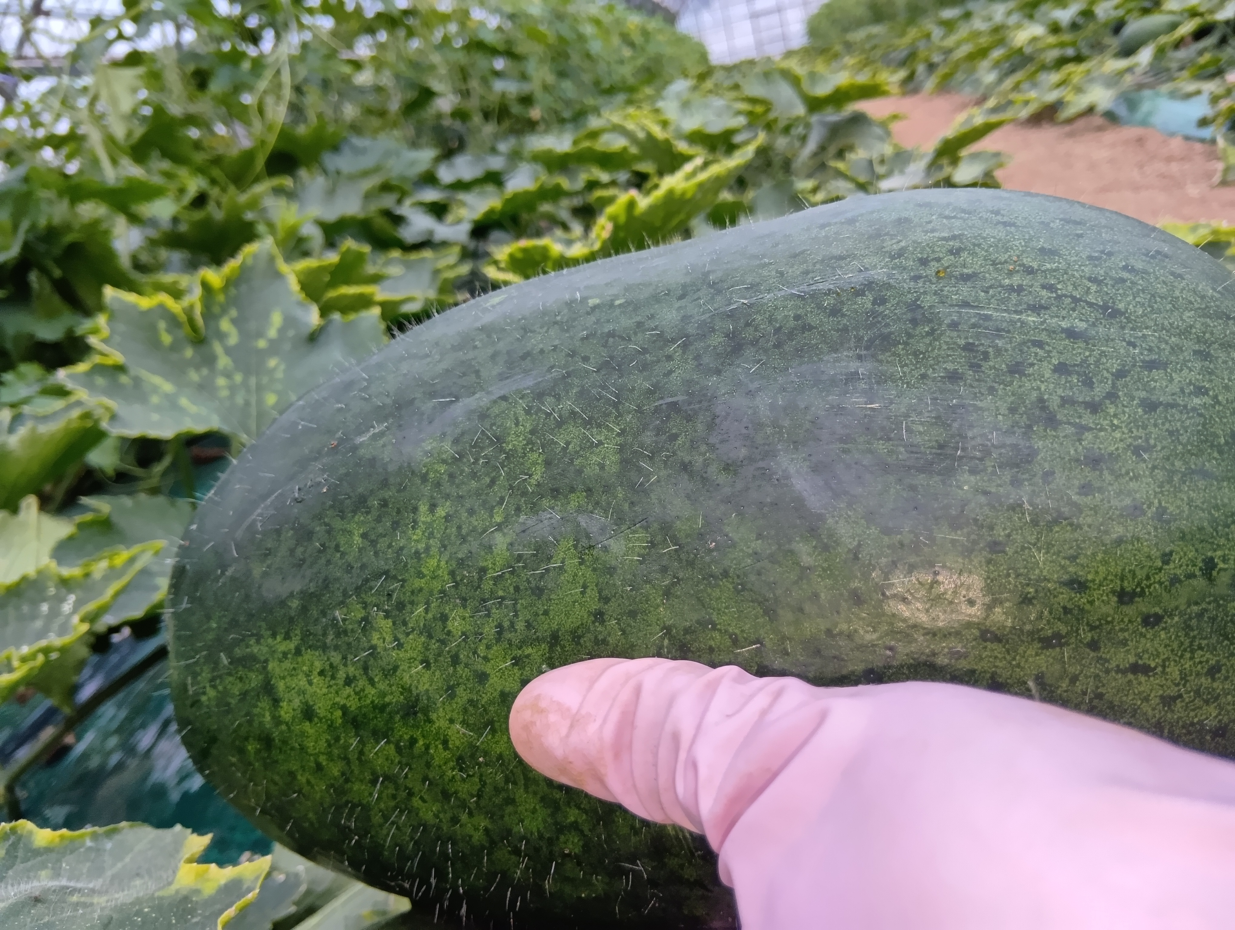 ありがとうがんⓇへの思いの共有