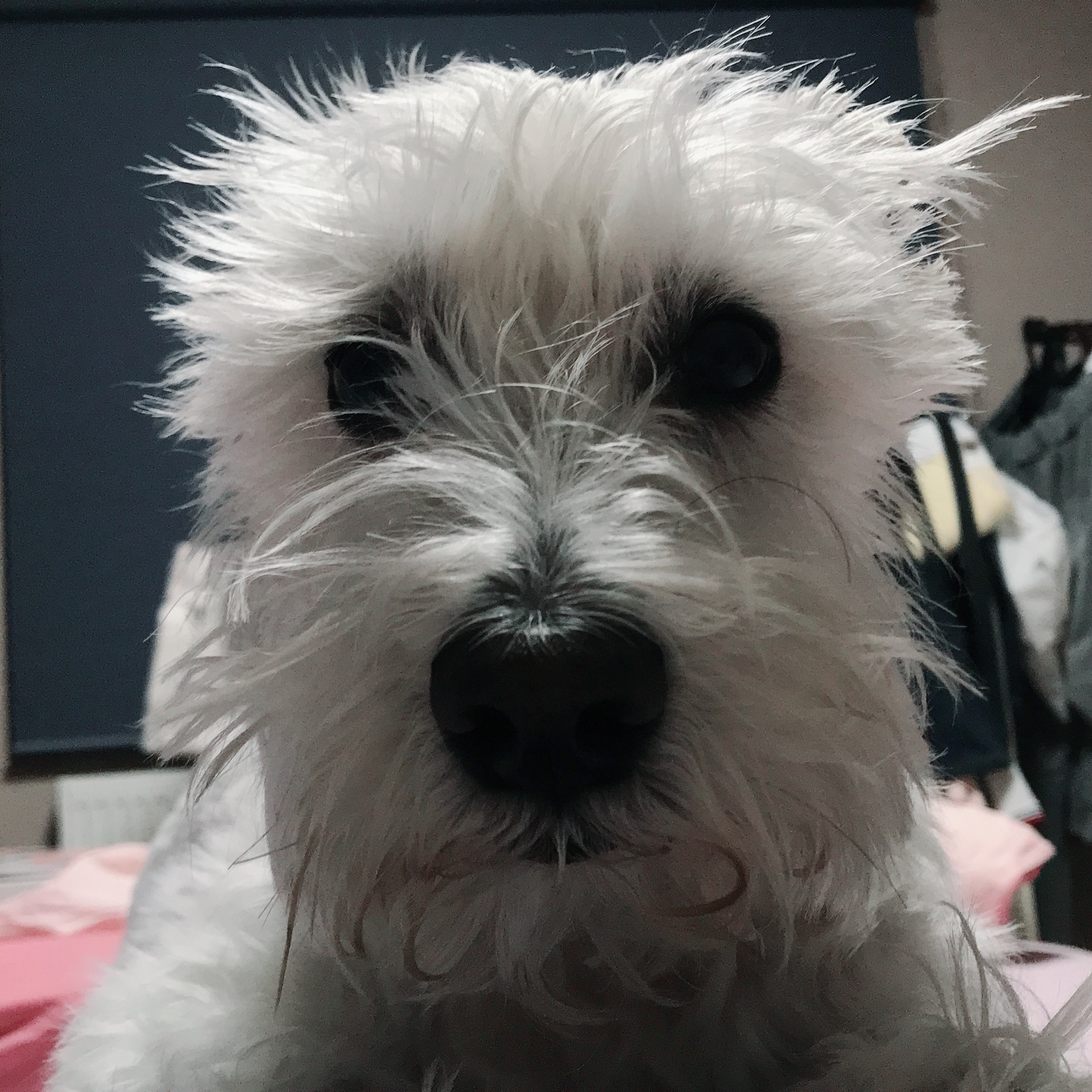 Meet our Chief Morale Officer