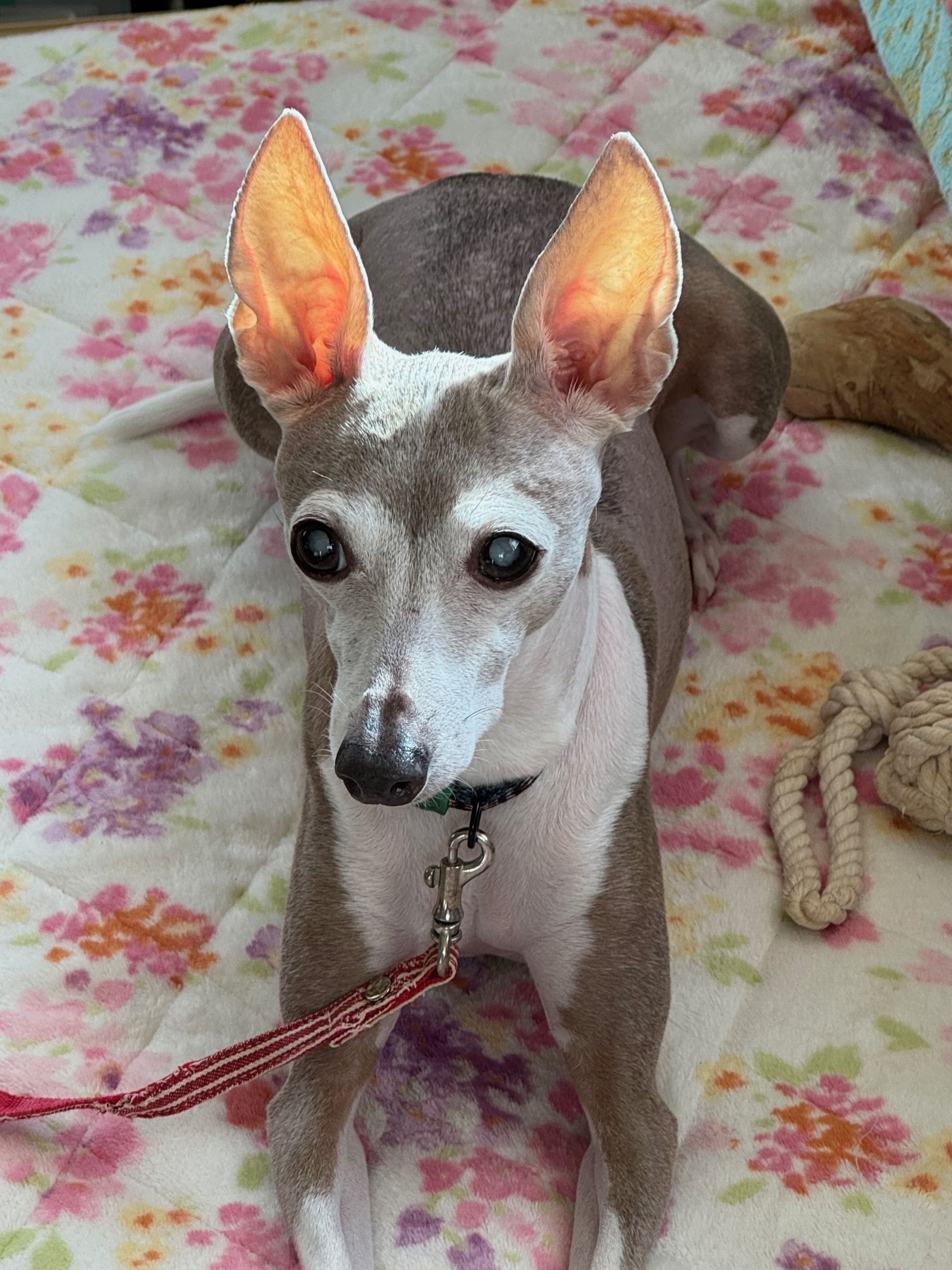 Meet our Chief Morale Officer