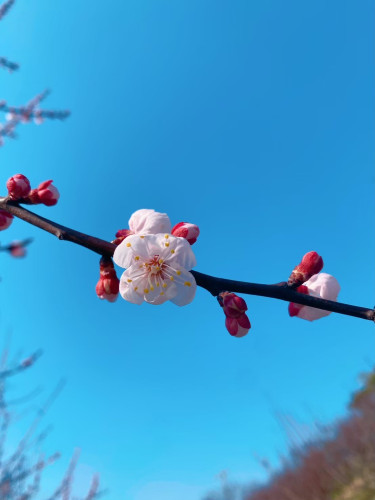 お花見時期のお願い