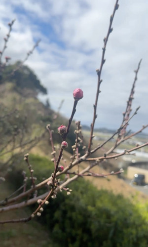 桃IMG_0667.jpg