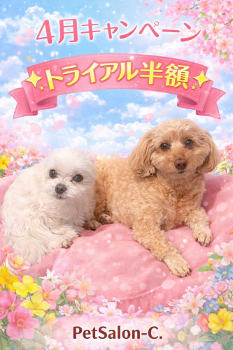 🌸4月キャンペーンのお知らせ🌸