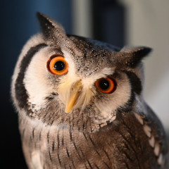 owl04.jpg