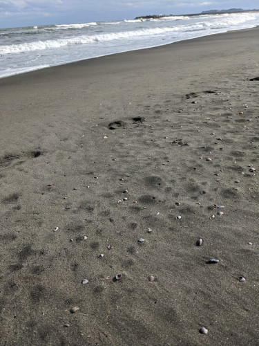 子どもハマグリ - コピー.jpg