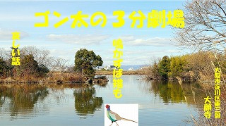 鳴かずば雉も　大巌寺.jpg