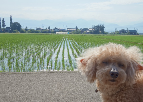 dog_original.jpg
