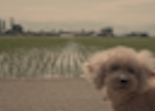 dog_peripheral.jpg