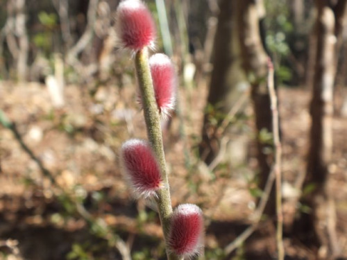 DSCF1498.jpg