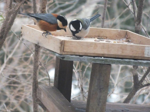 DSCF7767.jpg