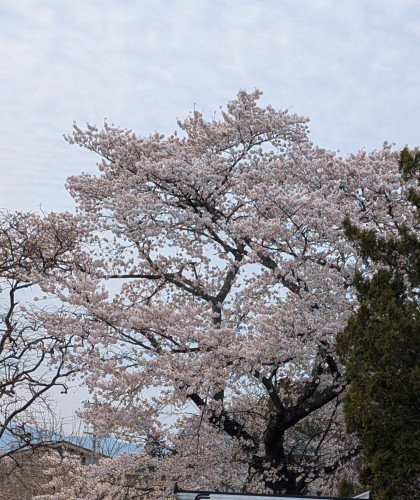 sakura.jpg