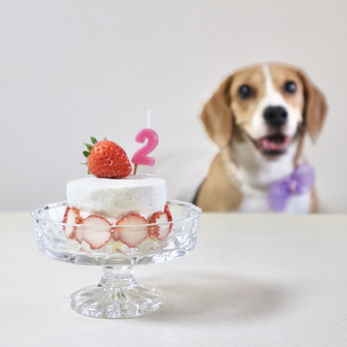 2025.03 ロコ2歳誕生日写真②.jpg