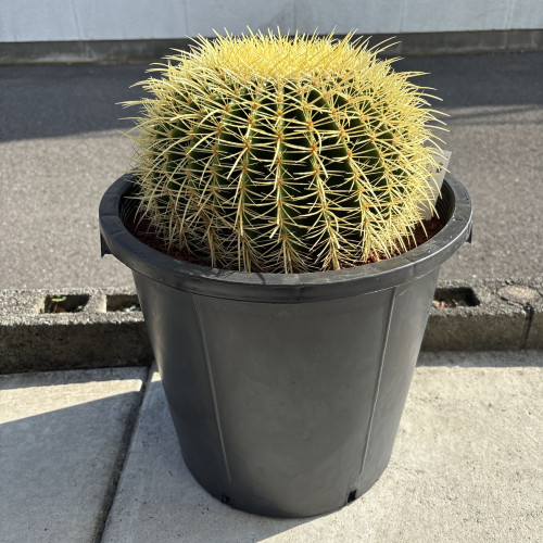 メニュー - なりどみ生花店