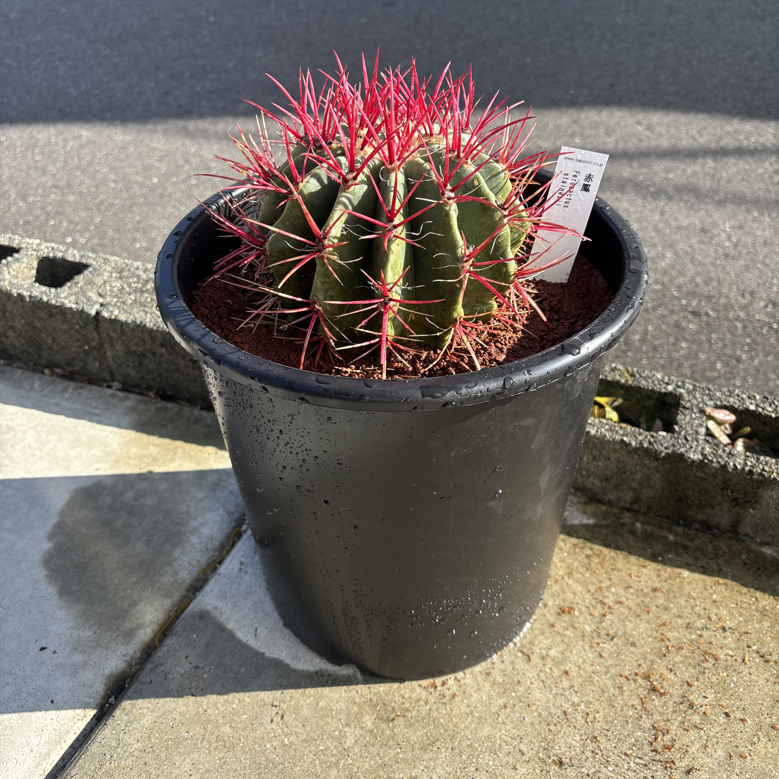 サボテン フェロカクタス 赤鳳 セキホウ 8号 ロックガーデン 観葉植物 サボテン フェロカクタス 赤鳳 セキホウ 8号 ロックガーデン 観葉植物