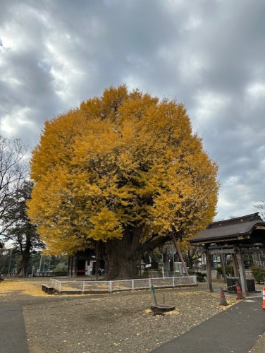 千葉寺の大イチョウ