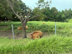 LINE_ALBUM_2026.7.18〜21阿蘇山_260727_7.jpg