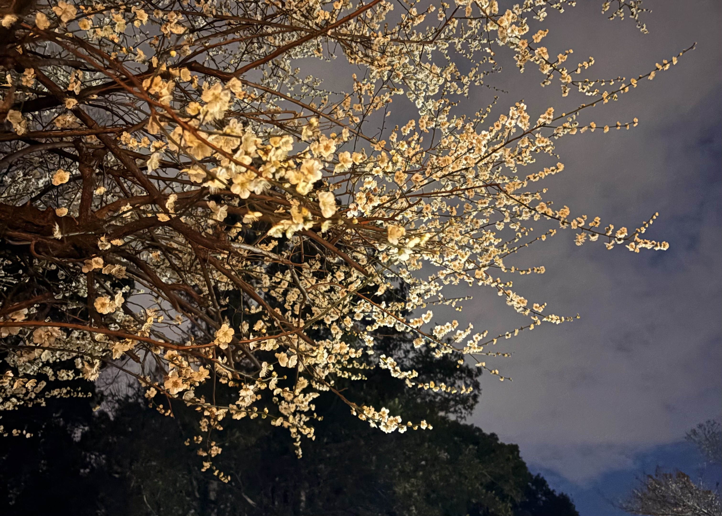 恐竜時代の生き残りと、夜の代々木八幡宮