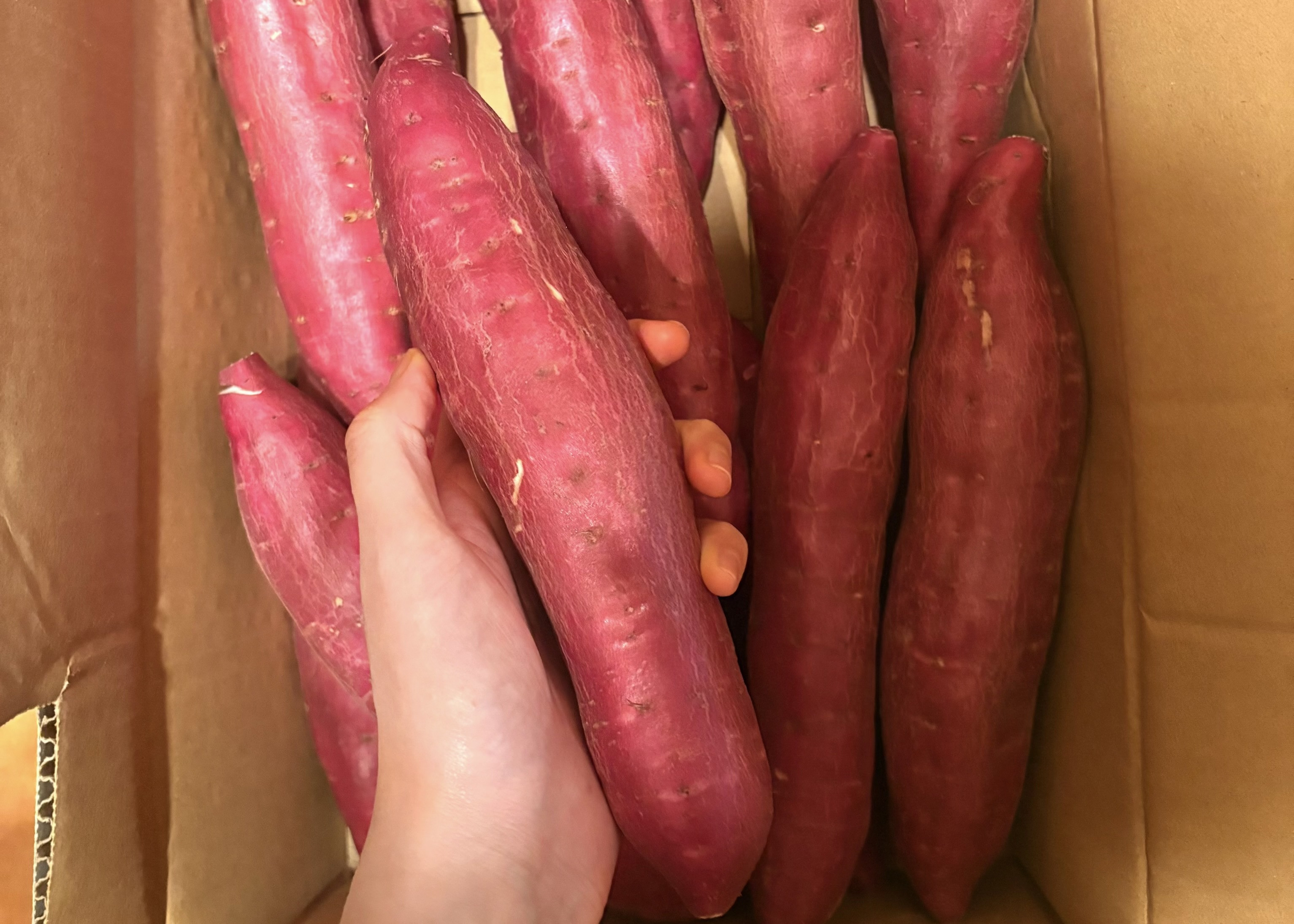 刺し子の「木」 友人から「春の贈り物」