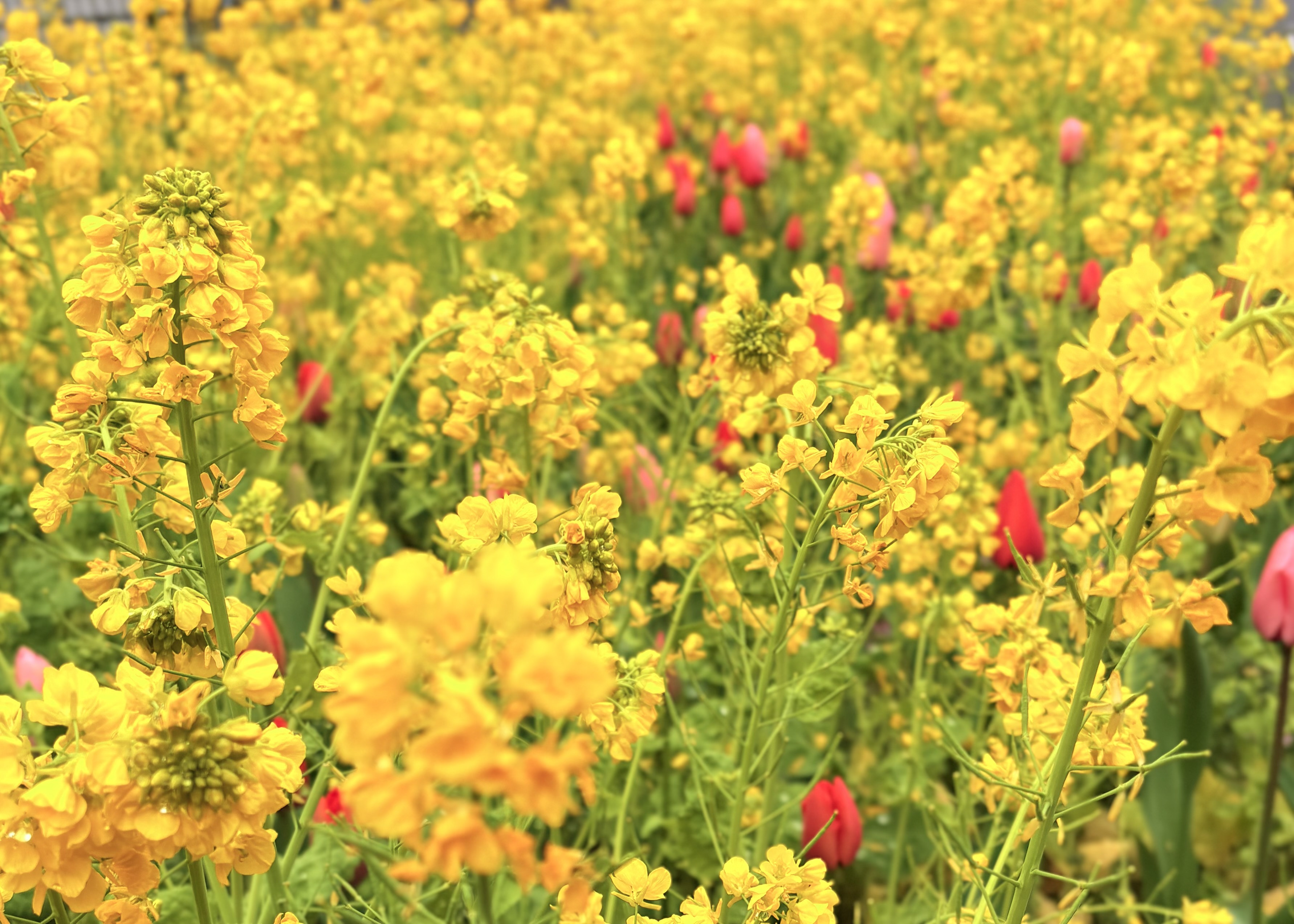 構造の上に成り立つ銀座の寿司と、我が家の出汁。