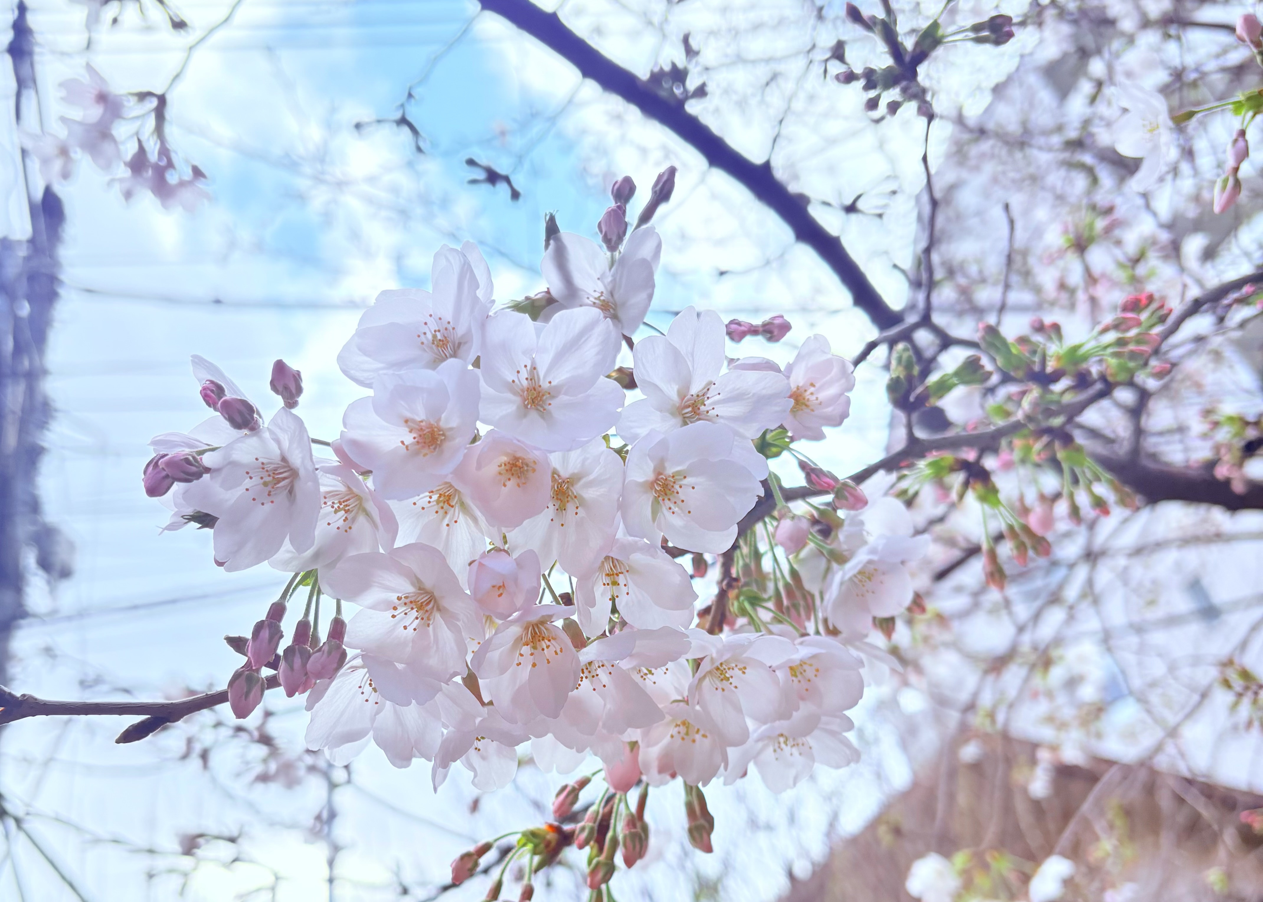  【四股踏みすごい】【安西先生の刺し子】【推しの話】