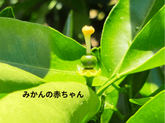 3.みかんの花600x450px.png