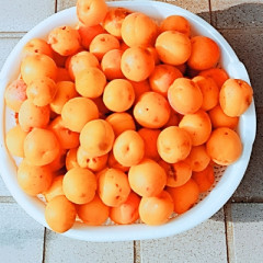 ブログあんず.jpg